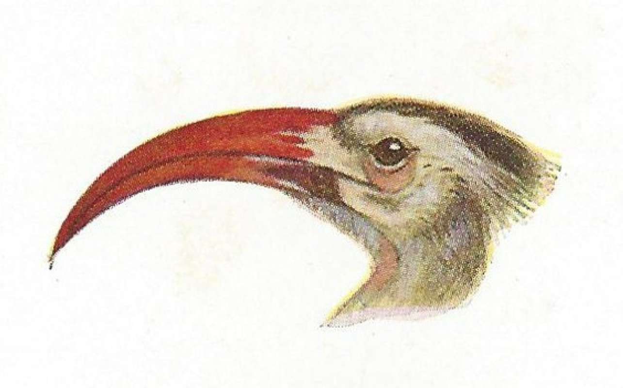 Side View of Head and Bill<br>(Origin of the Specimen: East African Book - Color Painting)