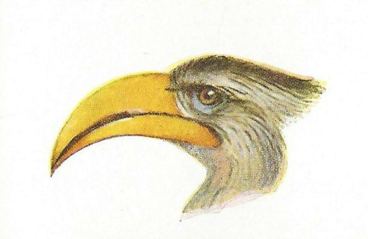 Side View of Head and Bill<br>(Origin of the Specimen: East African Book - Color Painting)