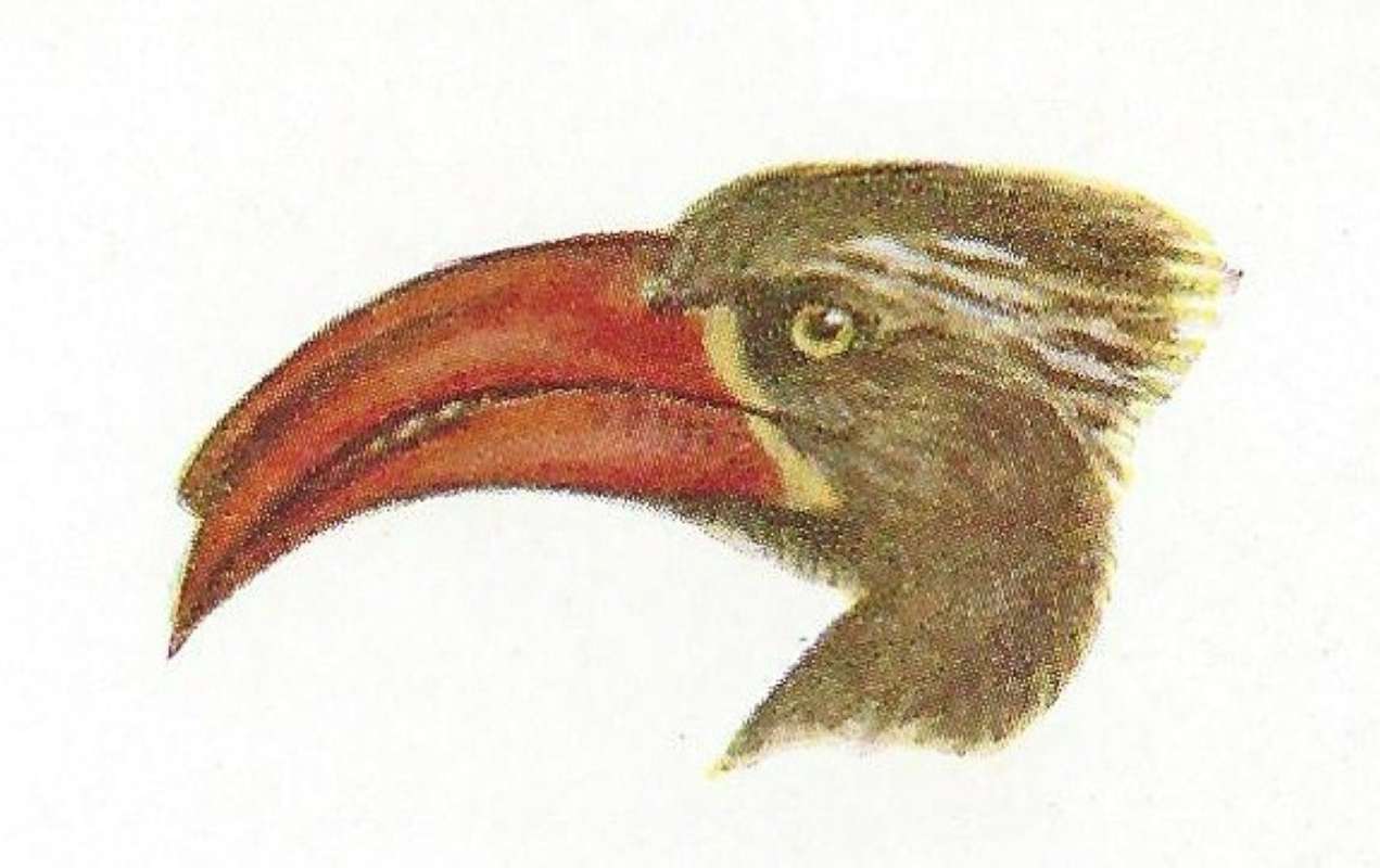 Close View of Head and Bill<br>(Origin of the Specimen: East African Book - Color Painting)