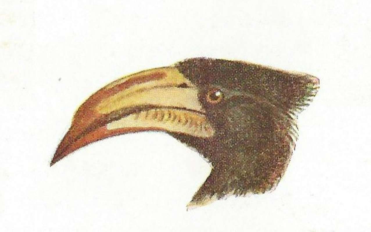 Close View of Head and Bill<br>(Origin of the Specimen: East African Book - Color Painting)
