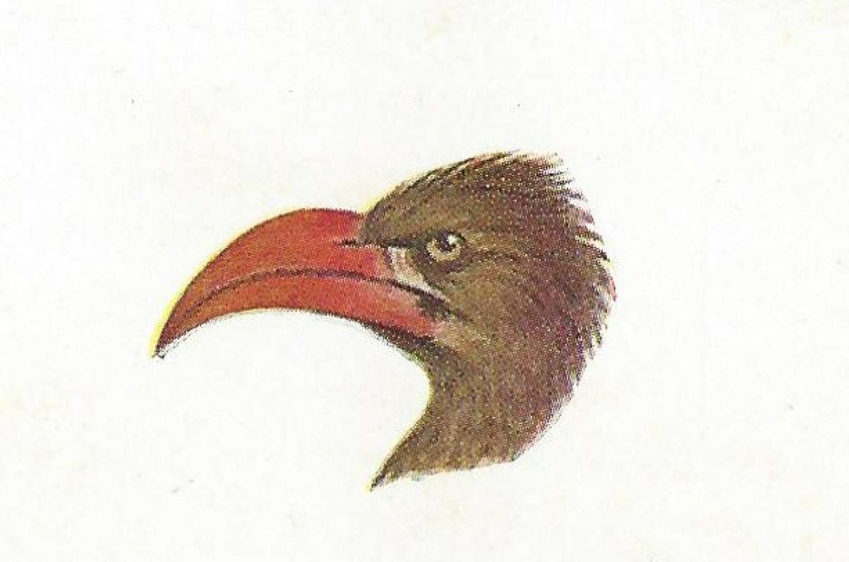 Side View, Close View of Head and Bill<br>(Origin of the Specimen: East African Book - Color Painting)