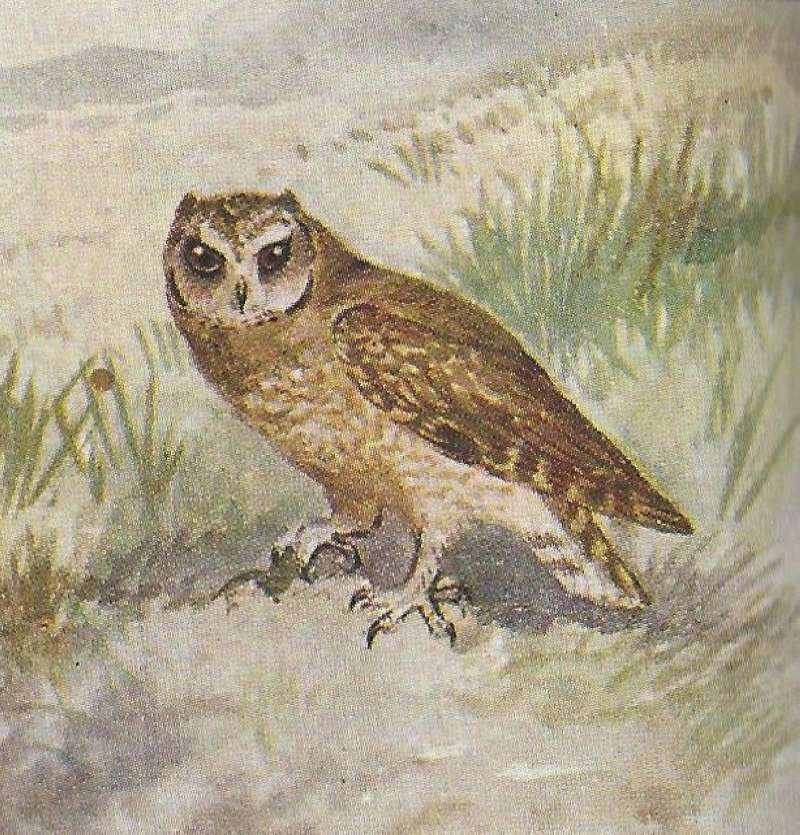 Standing on Ground<br>(Origin of the Specimen: Color Image - East African Book)