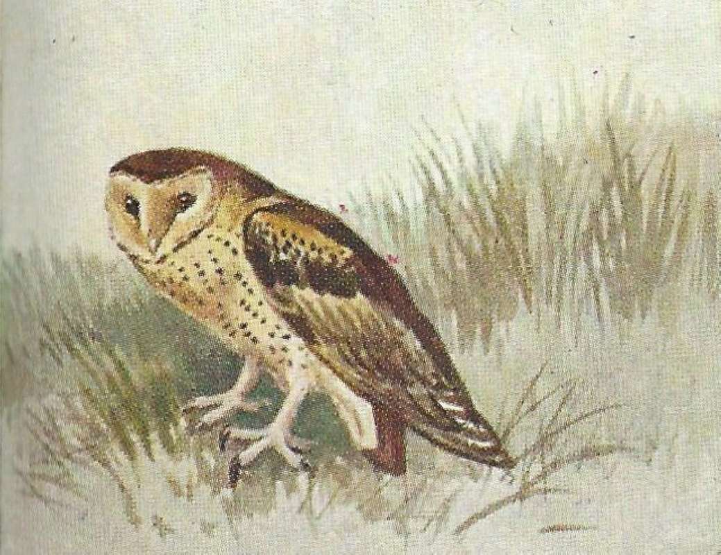 Angle View on Ground<br>(Origin of the Specimen: East African Book - Color Image)