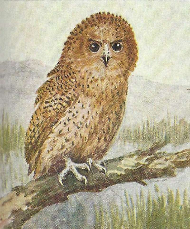Angle View - Unusual Pale Brown Color<br>(Origin of the Specimen: East African Book - Color Painting)