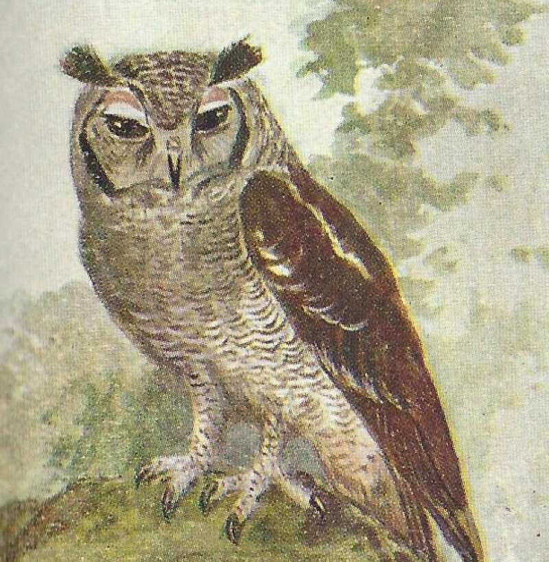 Front View - Showing Ear Turfts<br>(Origin of the Specimen: Color Image, East African Book)