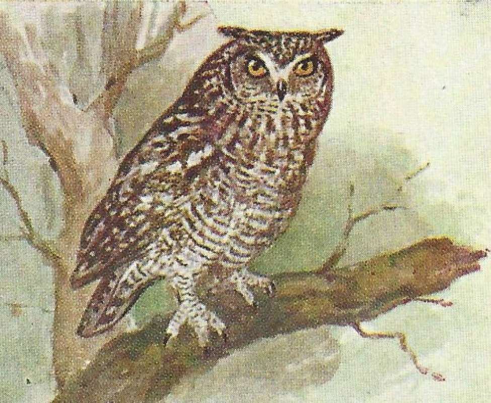 Angle View - On Branch<br>(Origin of the Specimen: Color Image - East African Book)