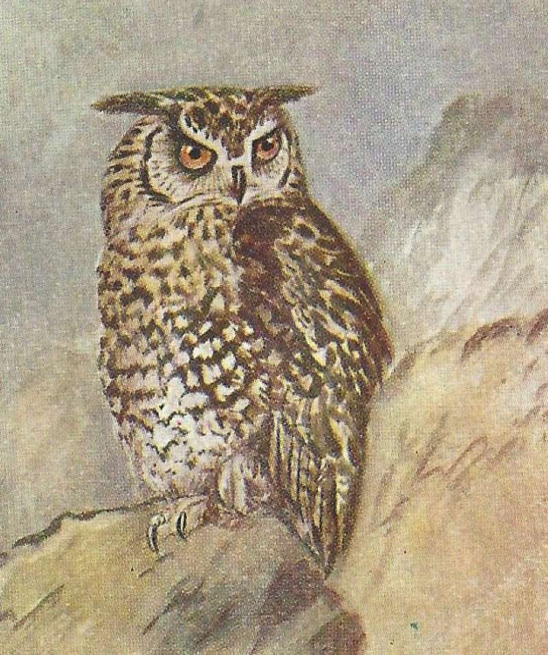Angle View on Rock<br>(Origin of the Specimen: Color Painting - East African Book)