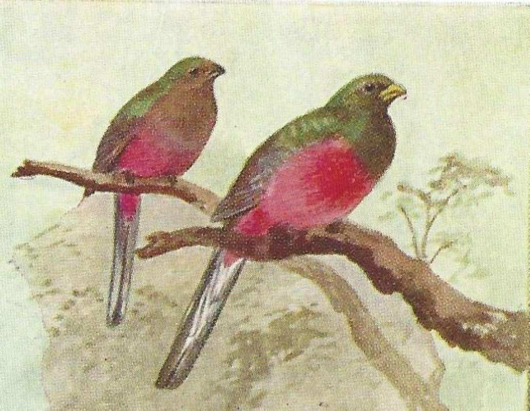 Pair - Perched on Branch<br>(Origin of the Specimen: Color Painting - East African Book)