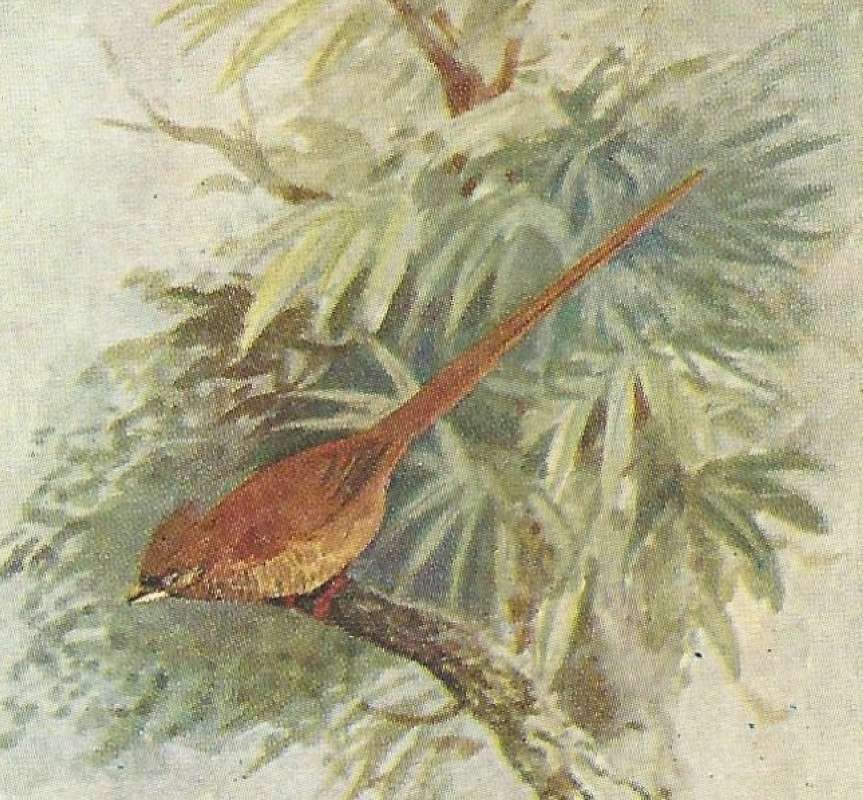 Angle View - Shows Long Brown Tail<br>(Origin of the Specimen: East African Book, Color Image)