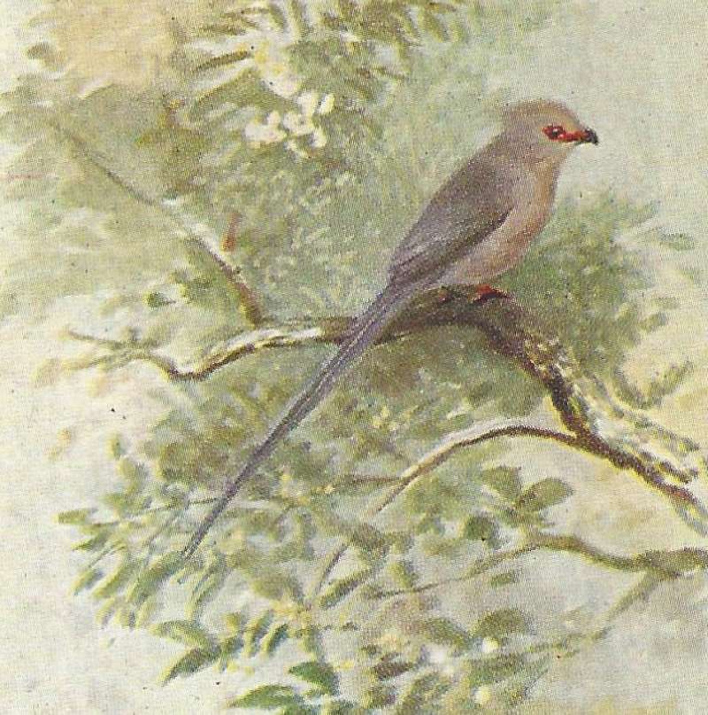 Side View, Long Tailed Male on Branch<br>(Origin of the Specimen: Color Painting East African Book)