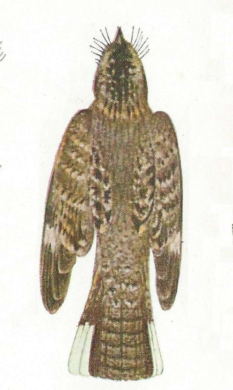 Back View - Painting - Museum Specimen<br>(Origin of the Specimen: Color Painting:  East African  Book)