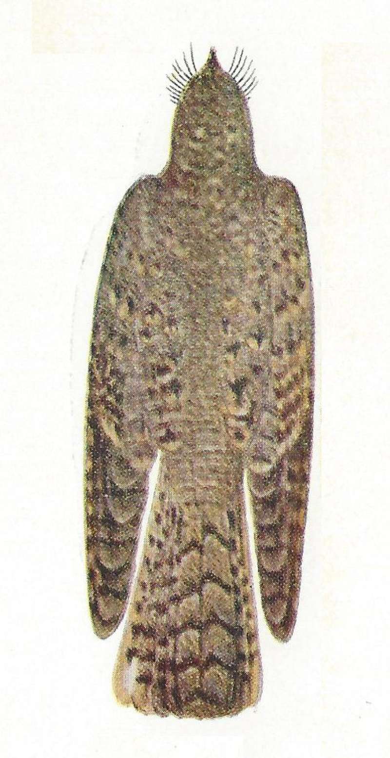 Back View - Painting - Museum Specimen<br>(Origin of the Specimen: Color Painting:  East African  Book)