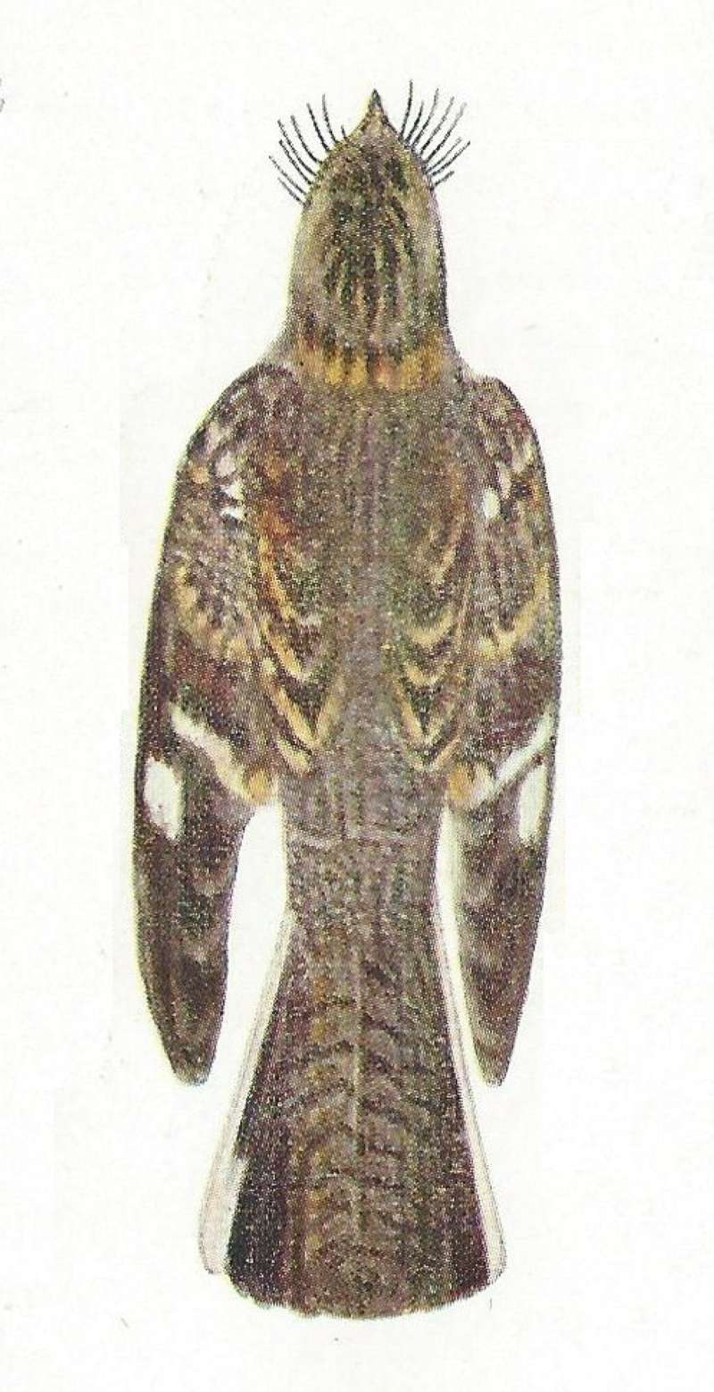 Back View - Painting - Museum Specimen<br>(Origin of the Specimen: Color Painting:  East African  Book)