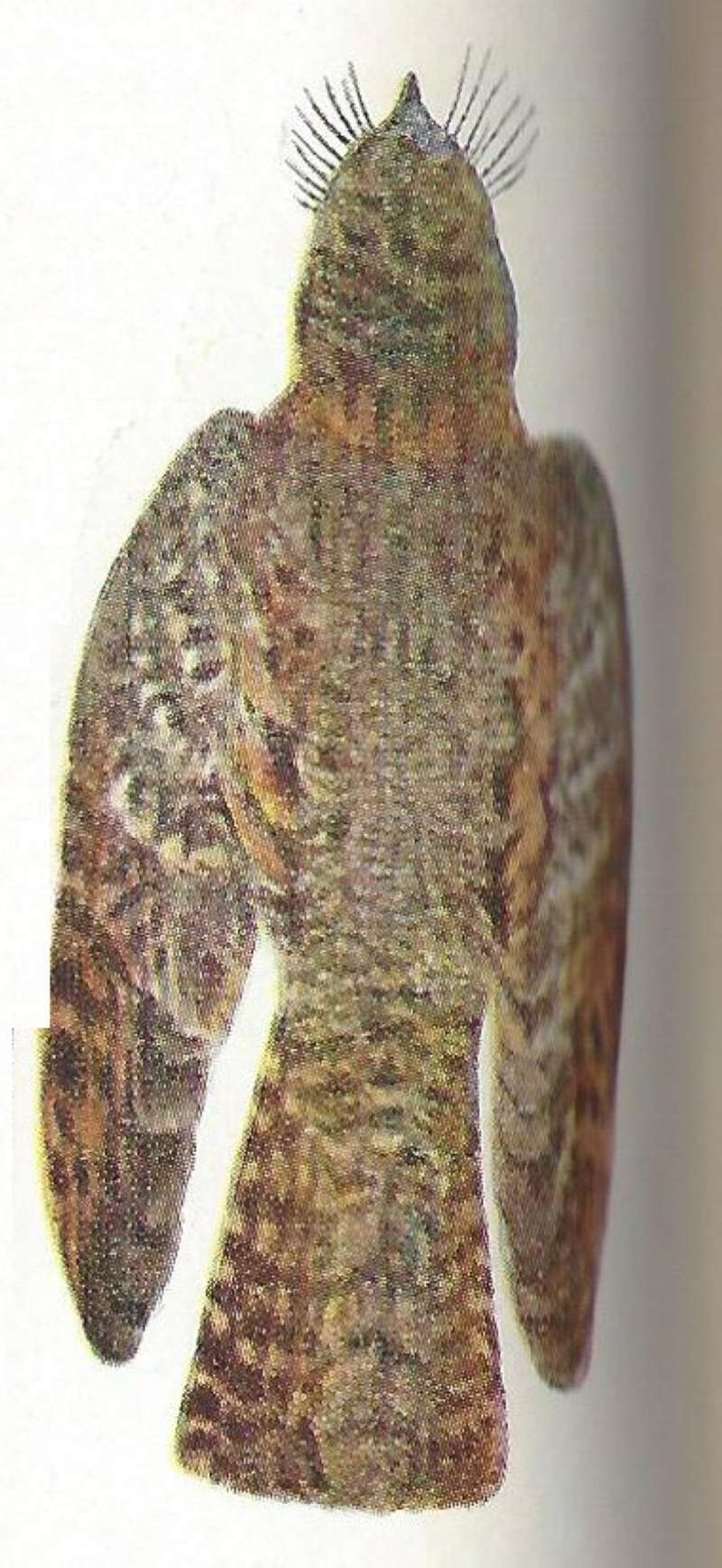 Back View - Painting - Museum Specimen<br>(Origin of the Specimen: Color Painting:  East African  Book)