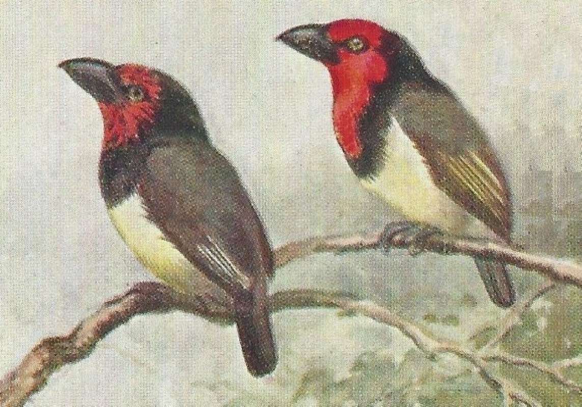 Two Forms<br>(Origin of the Specimen: Roland Green Color Painting)
