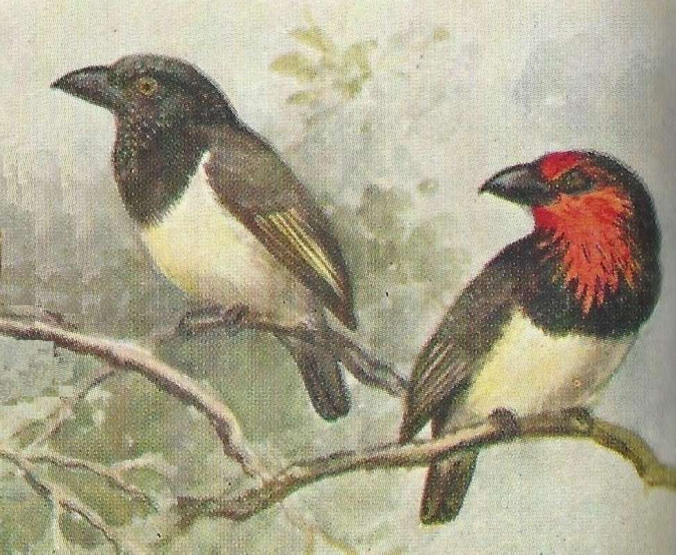 Two Forms<br>(Origin of the Specimen: Roland Green Color Painting)