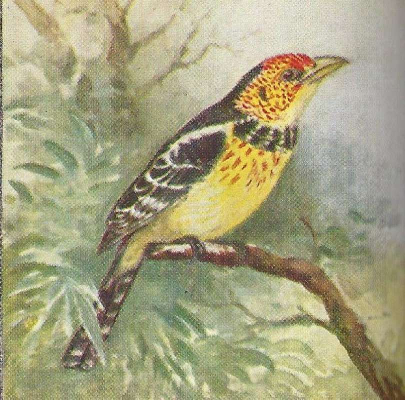 Front Angle View<br>(Origin of the Specimen: Color Painting, East African Book)