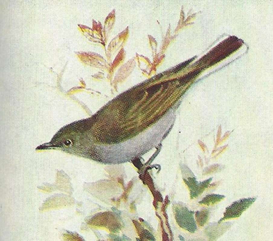 On Branch<br>(Origin of the Specimen: Color Image, East African Book)