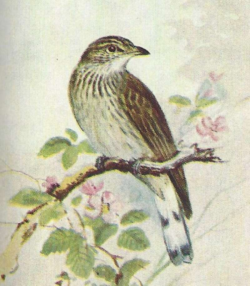 Perched on Branch - Front View<br>(Origin of the Specimen: Color Image, East African Book)
