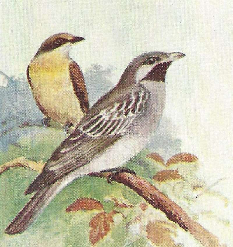 Male in Front - Young in Rear<br>(Origin of the Specimen: Color Image, East African Book)