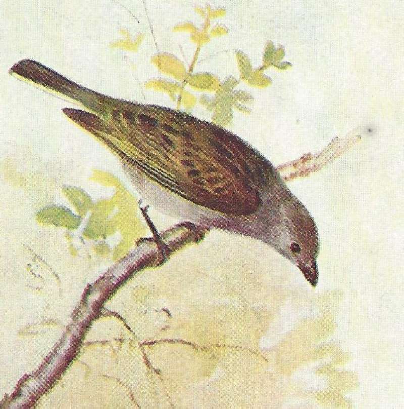 Dorsal View Showing Brown Back and Grey Head<br>(Origin of the Specimen: Color Image, East African Book)