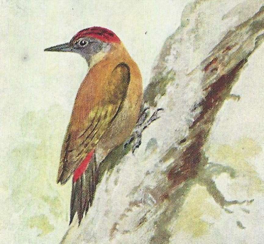 Side View with Twisted Head<br>(Origin of the Specimen: Color Image, East African Book)