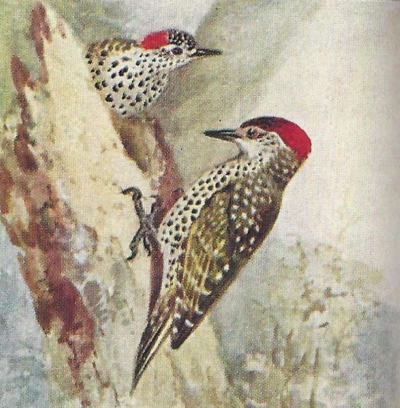 Two on Dead Tree Stump<br>(Origin of the Specimen: Color Image, East African Book)