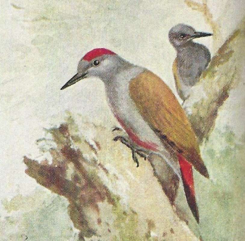 Perched on Dead Tree, Female in Rear<br>(Origin of the Specimen: Color Image, East African Book)
