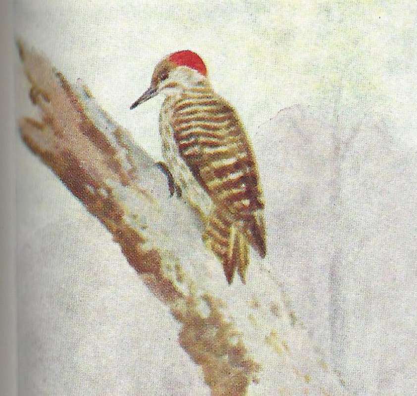 Perched on Dead Limb<br>(Origin of the Specimen: Color Image, East African Book)