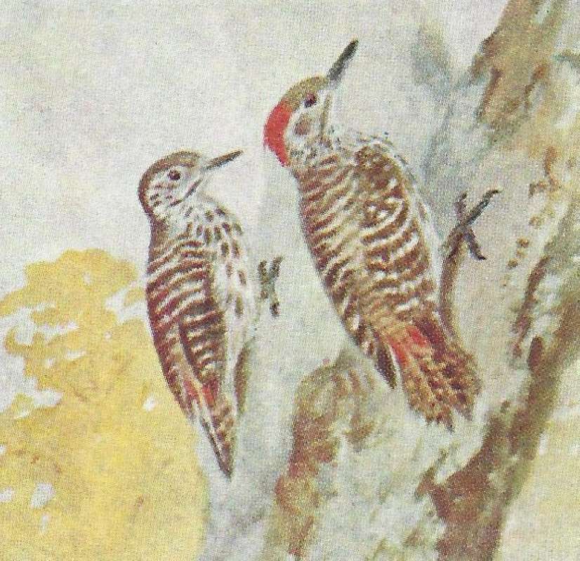 Pair Perched on Dead Limb<br>(Origin of the Specimen: Color Image, East African Book)