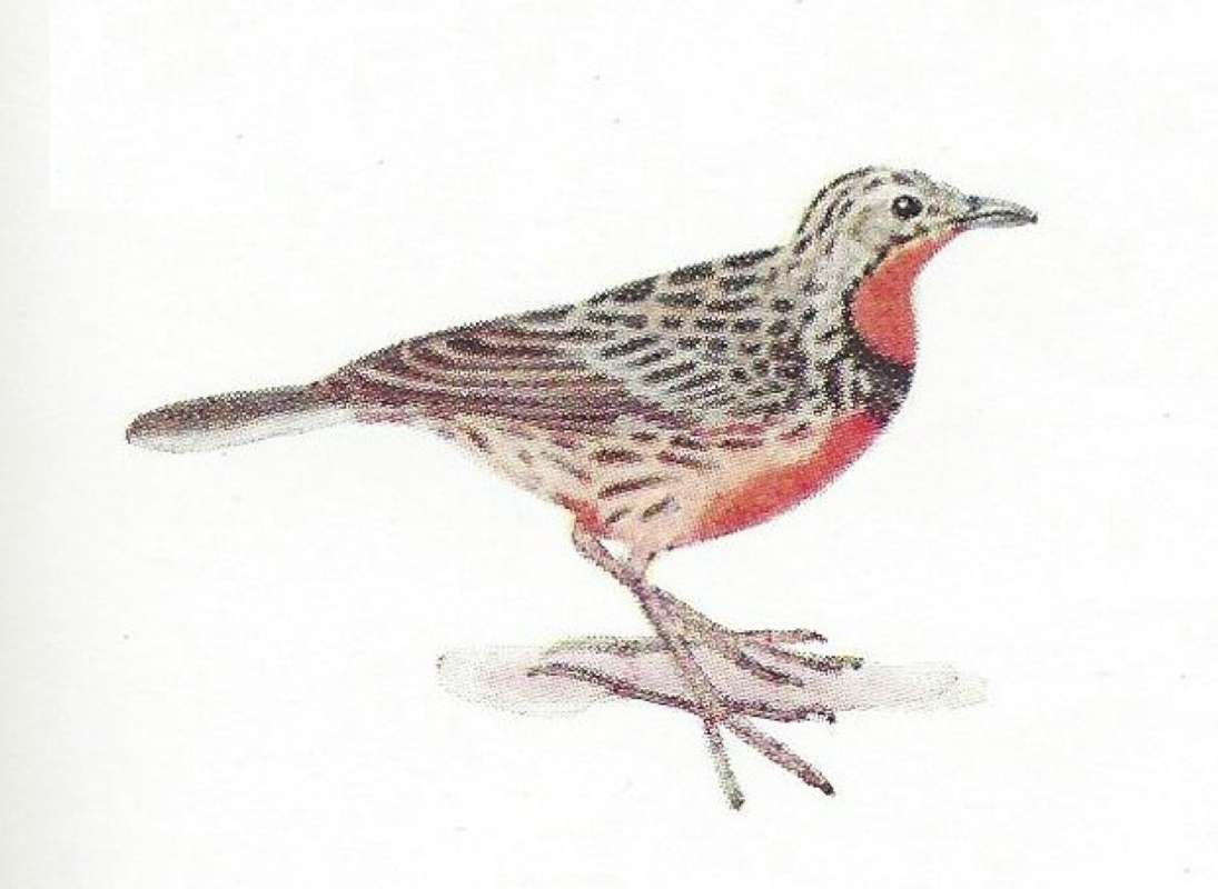 Side View Standing<br>(Origin of the Specimen: Color Painting Mackworth-Praed)