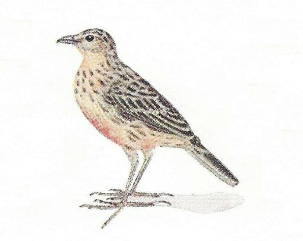 Female - Side View Standing<br>(Origin of the Specimen: Color Painting Mackworth-Praed)
