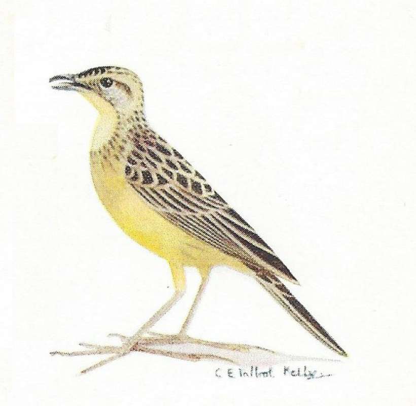 Side View Standing - Young<br>(Origin of the Specimen: Color Painting Mackworth-Praed)