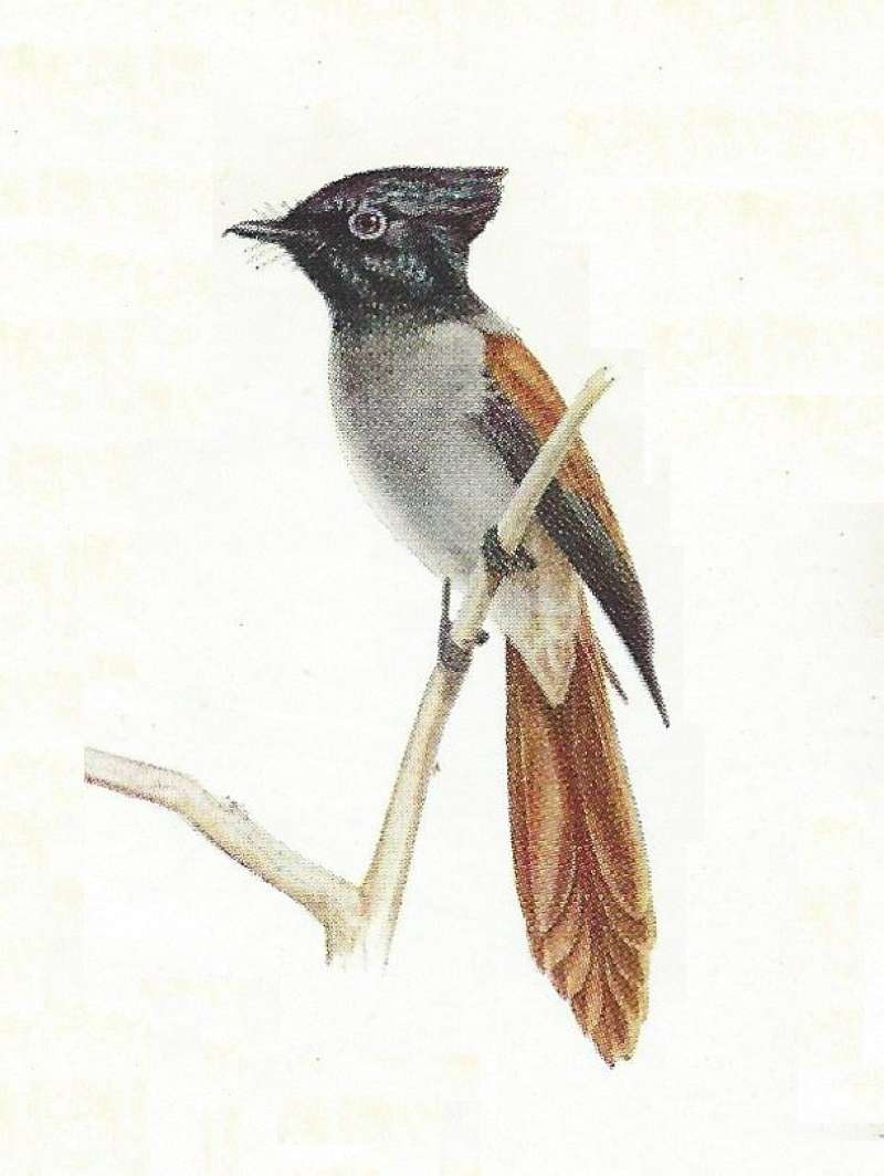 Female<br>(Origin of the Specimen: Color Painting Mackworth-Praed)