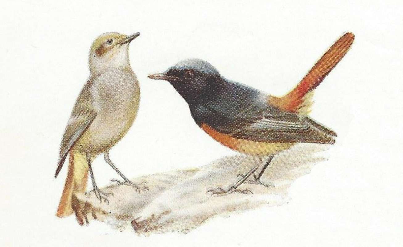 Male on Right - Female on Left<br>(Origin of the Specimen: Color Painting Mackworth-Praed)