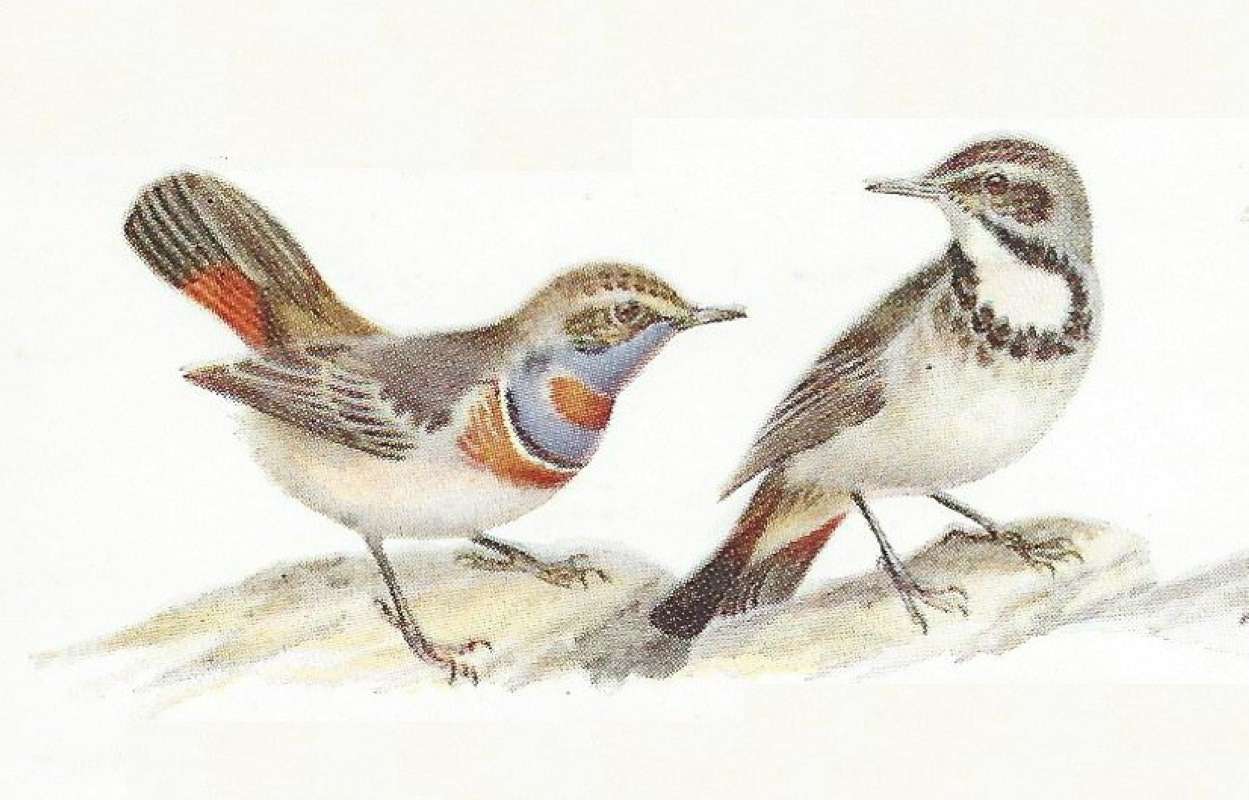 Male Only - Note White Spot<br>(Origin of the Specimen: Color Painting Mackworth-Praed)