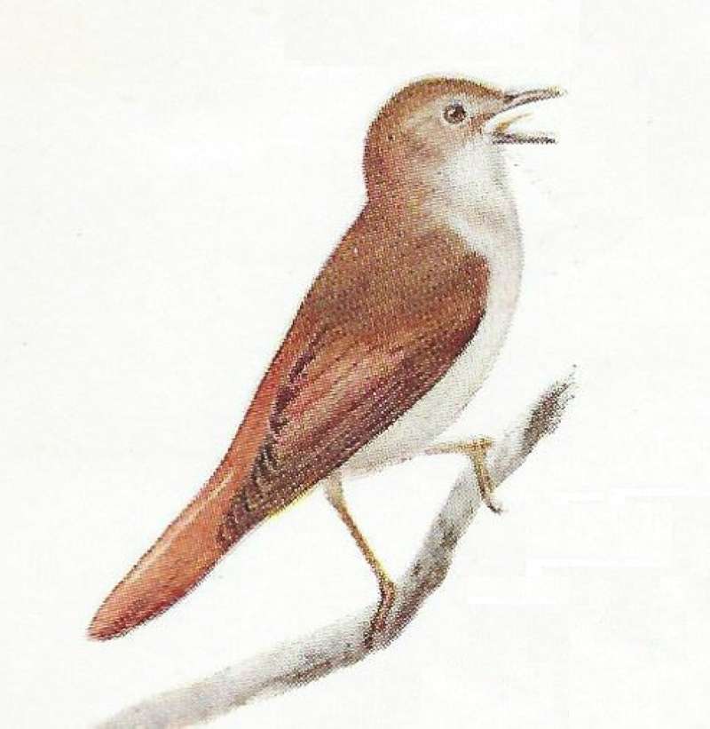 Male (Sexes Similar)<br>(Origin of the Specimen: Color Painting Mackworth-Praed)