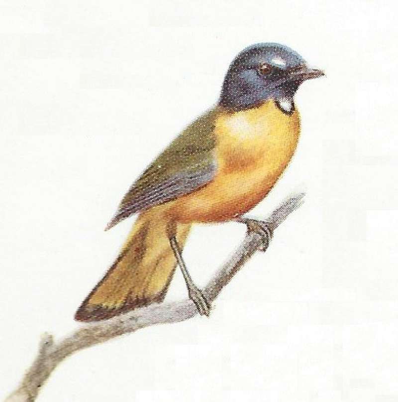 Male - Sexes Similar<br>(Origin of the Specimen: Color Painting Mackworth-Praed)