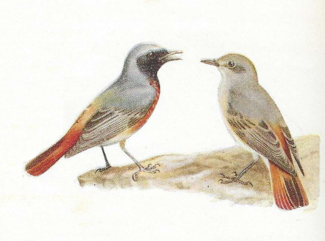 Pair - Male on Left<br>(Origin of the Specimen: Color Painting Mackworth-Praed)