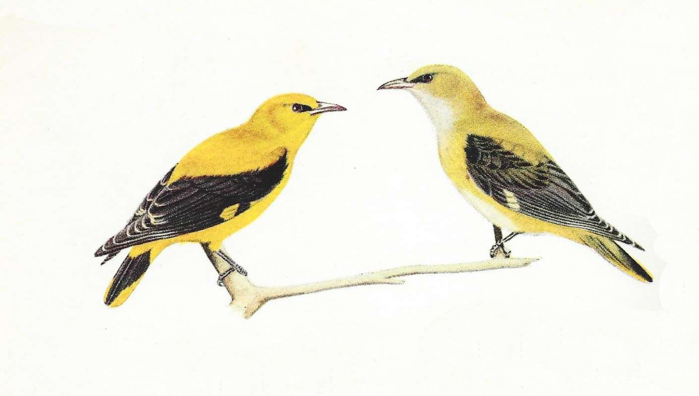 Pair - Side View<br>(Origin of the Specimen: Color Painting Mackworth-Praed)