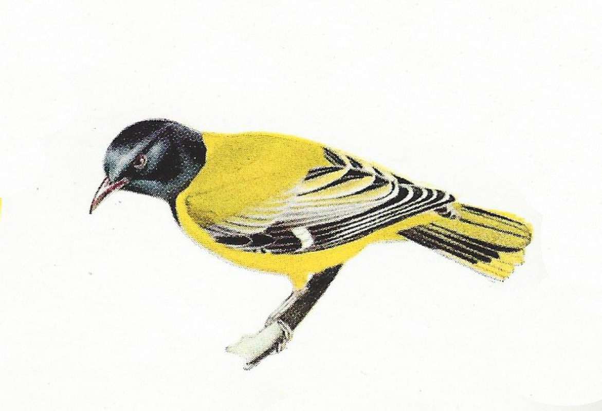 Side View - Perched<br>(Origin of the Specimen: Color Painting Mackworth-Praed)