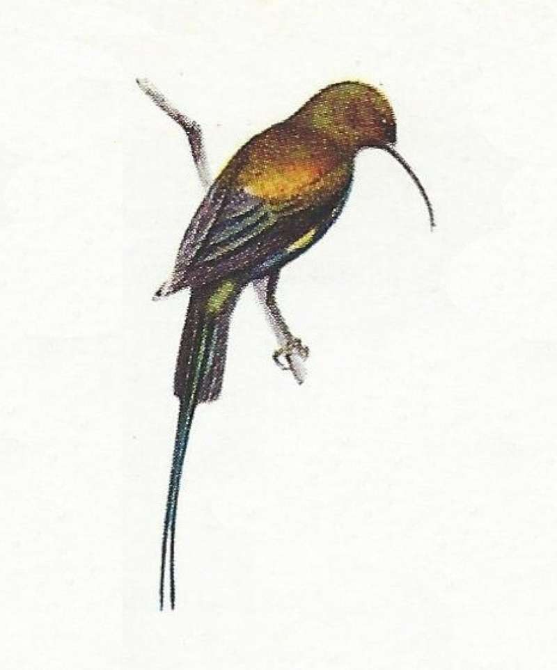 Side - Back View - Perched<br>(Origin of the Specimen: Color Painting Mackworth-Praed)