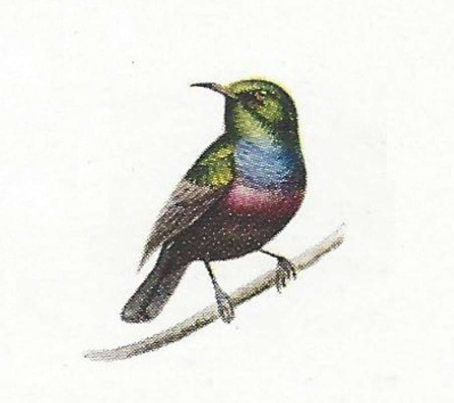 Front View Showing Breast.<br>(Origin of the Specimen: Color Painting Mackworth-Praed)