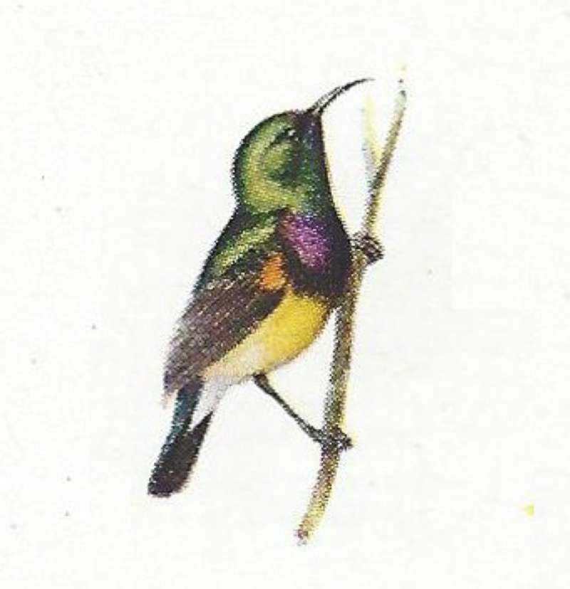 Perched with Head Held High<br>(Origin of the Specimen: Color Painting Mackworth-Praed)