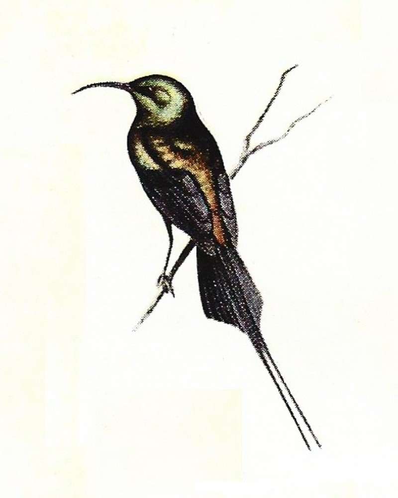 Male - Side Viwing Showing Tail<br>(Origin of the Specimen: East Africa Painting)