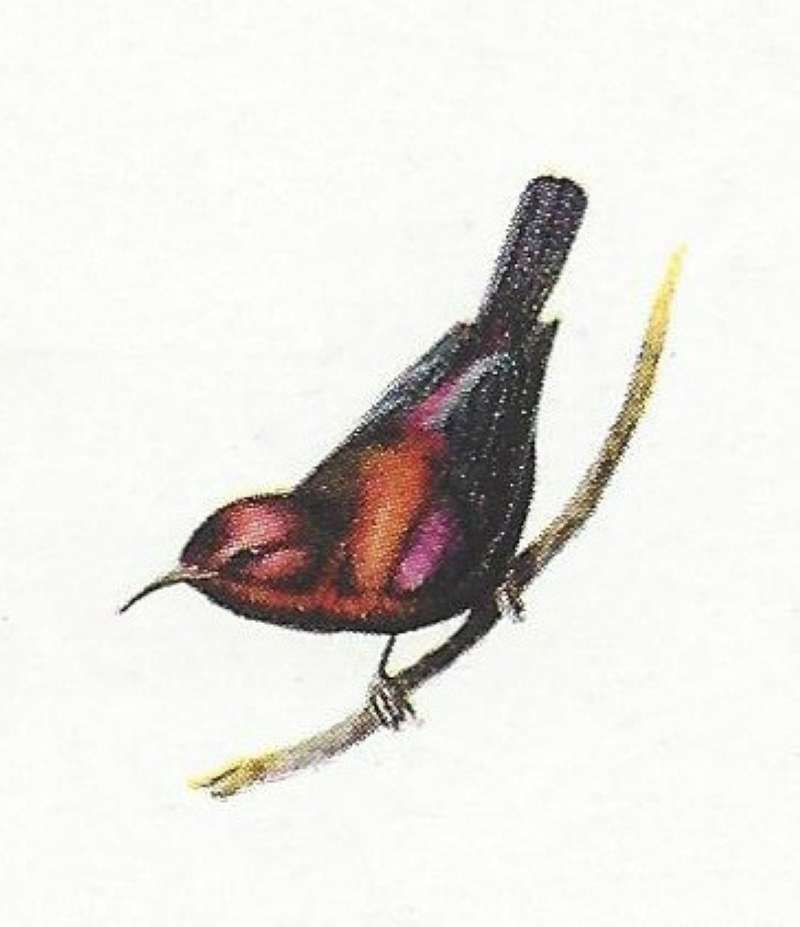 On Twig with head Down<br>(Origin of the Specimen: Color Painting Mackworth-Praed)