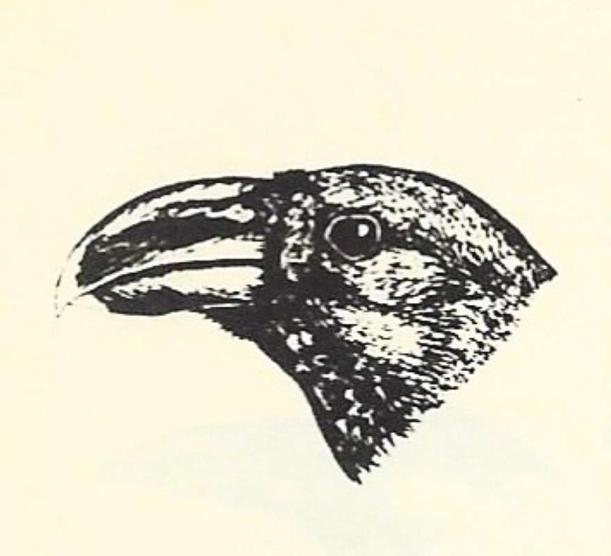 Head View - Note Pale Bill Tip<br>(Origin of the Specimen: East Africa Bird Book)