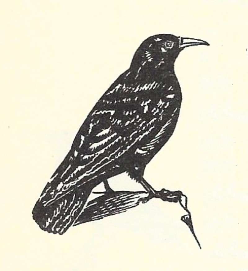 Silhouette - Line Drawing<br>(Origin of the Specimen: Book on East African Birds)