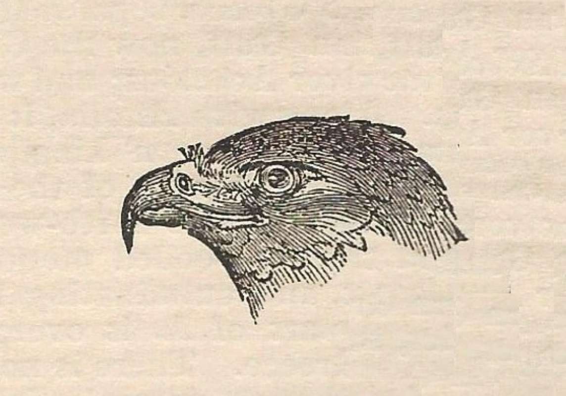 Drawing of Head<br>(Origin of the Specimen: Line Drawing)