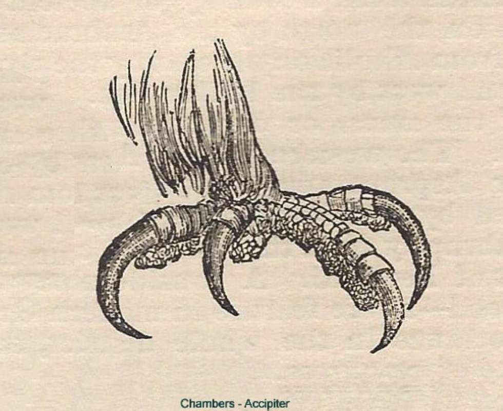 Claw<br>(Origin of the Specimen: Line Drawing)